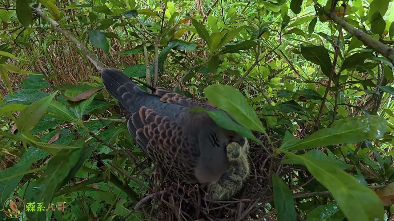 Dove Mom Returns to Feed Hungry Chicks—Protect Spring Birds斑鸠妈妈回来给2只小鸟喂食，劝君莫打三春鸟，小鸟嗷嗷待哺