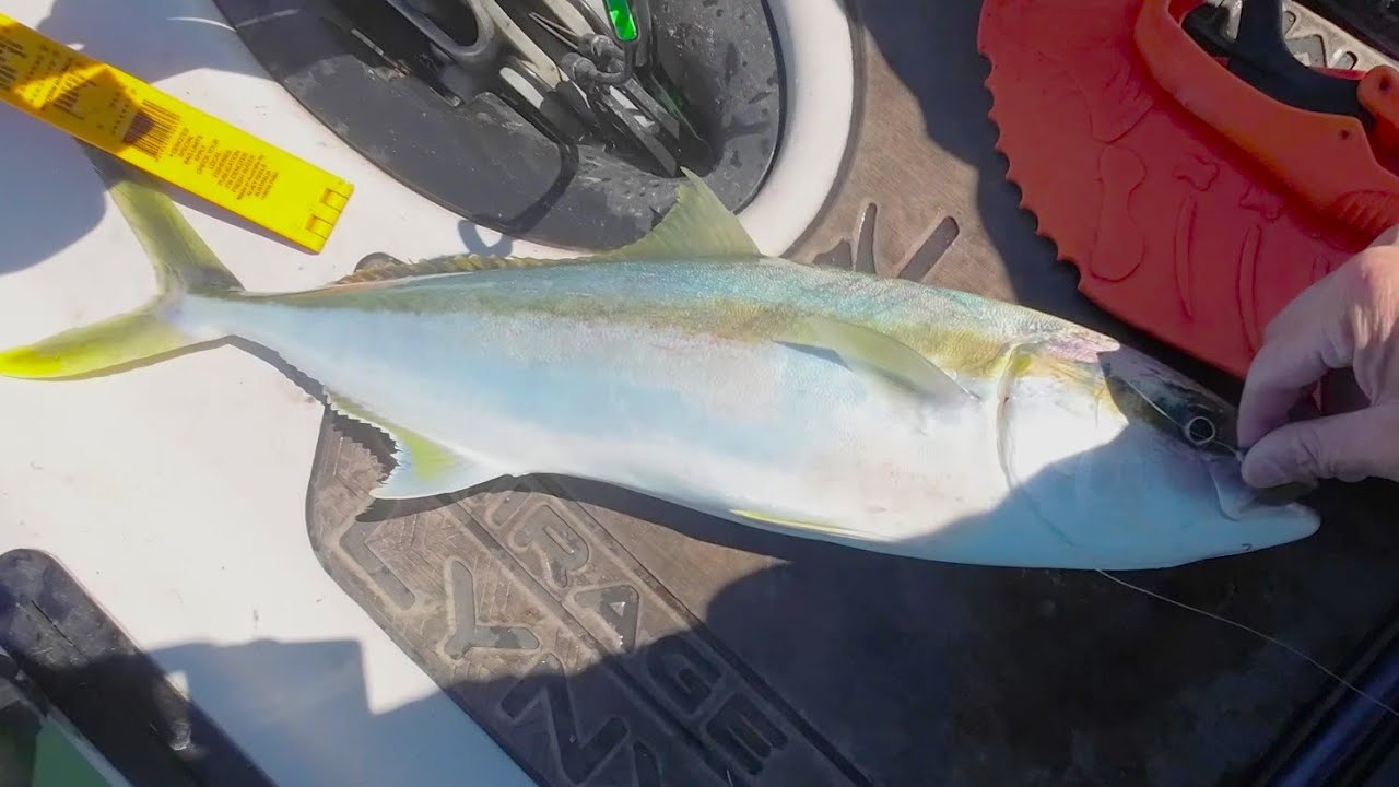 More Cook's River Kingfish! | Sydney Kayak Fishing