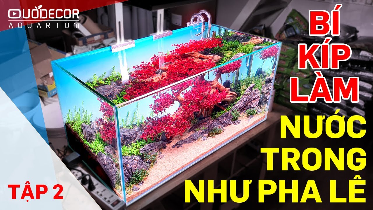 Tập 2 Hướng dẫn setup hồ thuỷ sinh lá đỏ bonsai - Bí kíp làm nước siêu trong - Thuỷ sinh Quới decor