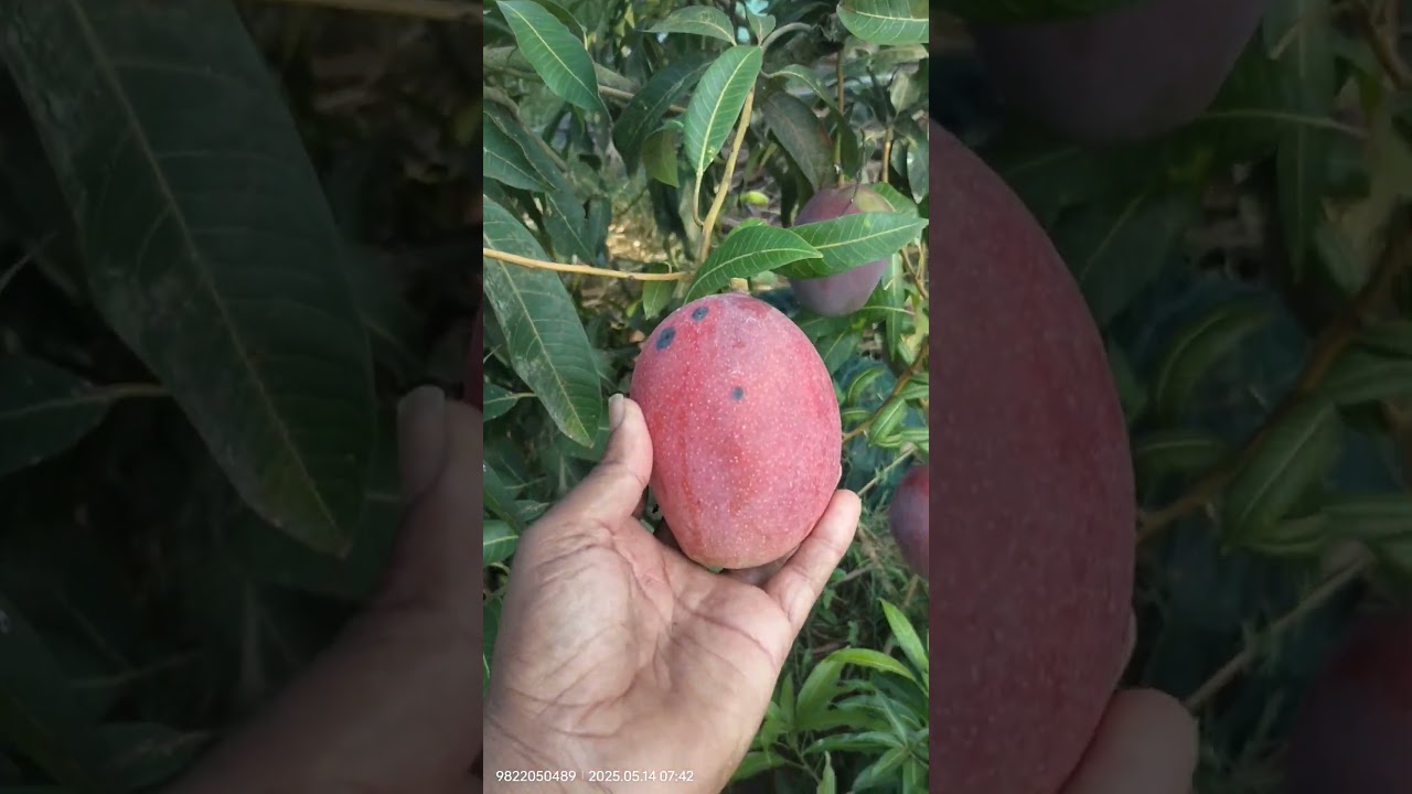 9822050489# मदर प्लांट विडोओ #रूमाणी # ब्लॅक # मियाझाकी आंबा # A.T.M# टाम अटकिन # mayazaki mango#पोच