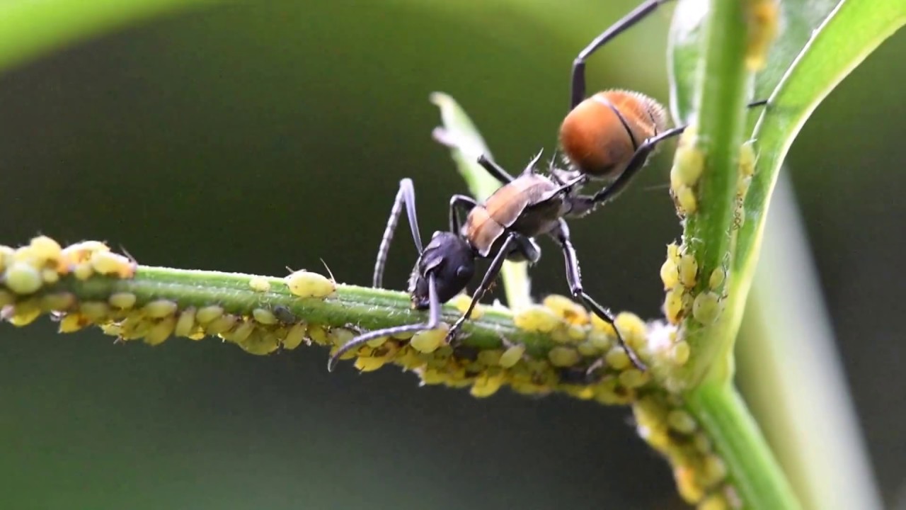 POLYRHACHIS AMMON - Australian Golden Spiny Ant