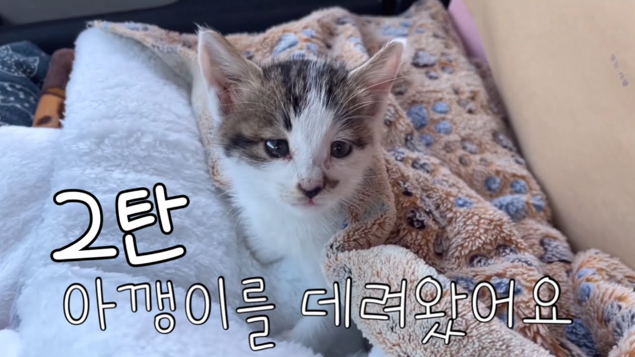 어쩌다보니 아기 고양이랑 살게 됐다.