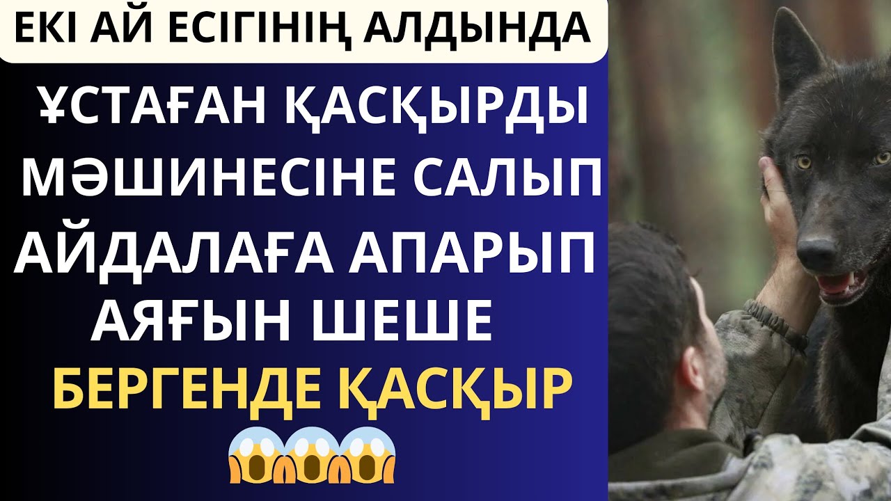 ТІЛЕС МӘШИНЕСІНЕН ҚАСҚЫРДЫ ТҮСІРЕ БЕРГЕНДЕ...Әсерлі әңгіме