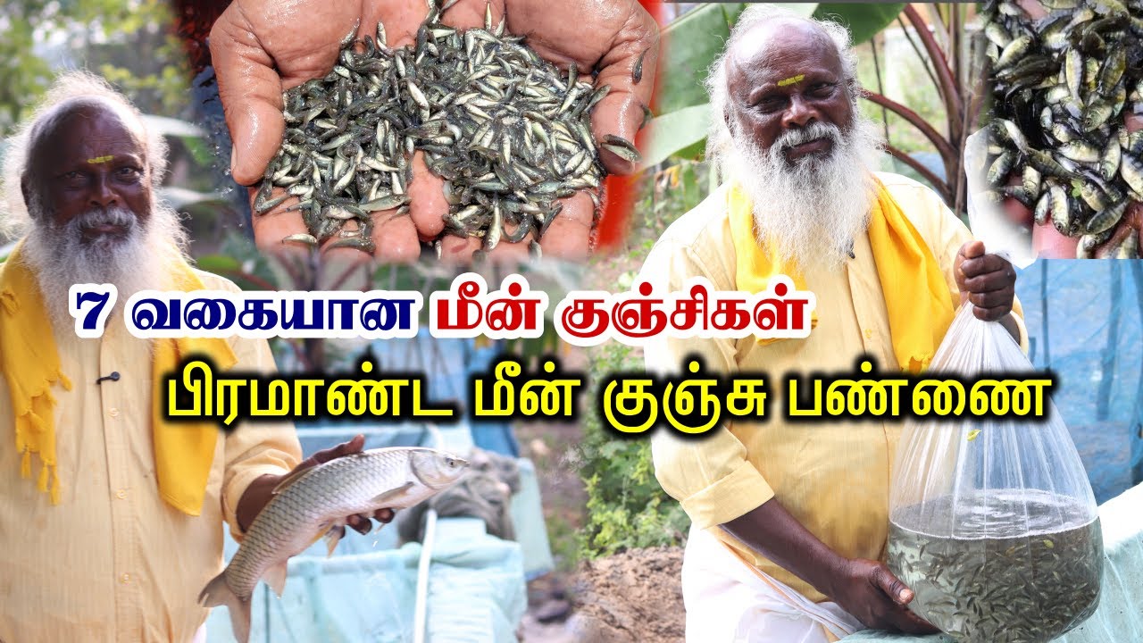 குறைந்த விலையில் மீன் குஞ்சுகள் | பிரமாண்ட மீன் குஞ்சு பண்ணை | Meenakshi Fish Farm