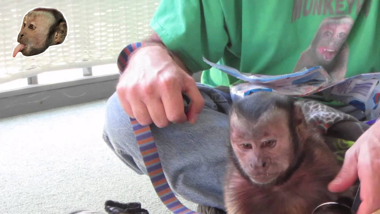 Monkey Birthday Box!
