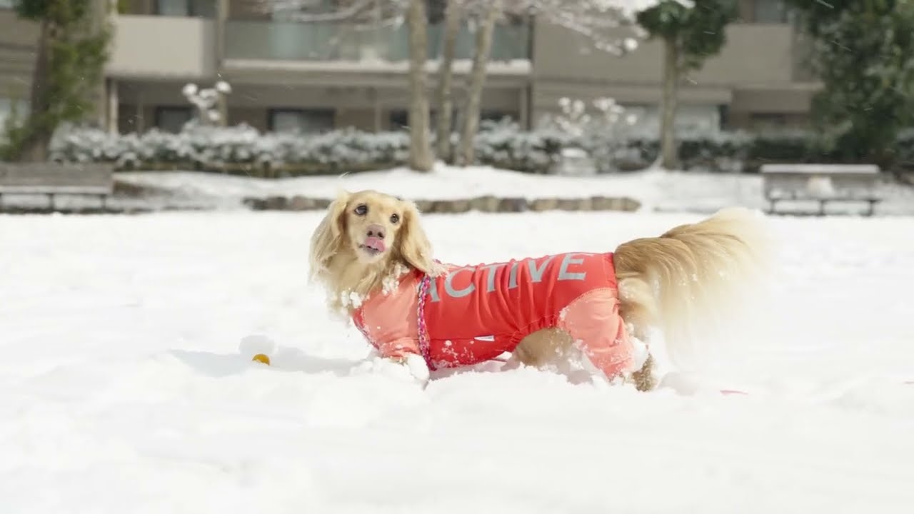 雪が積もって雪遊び