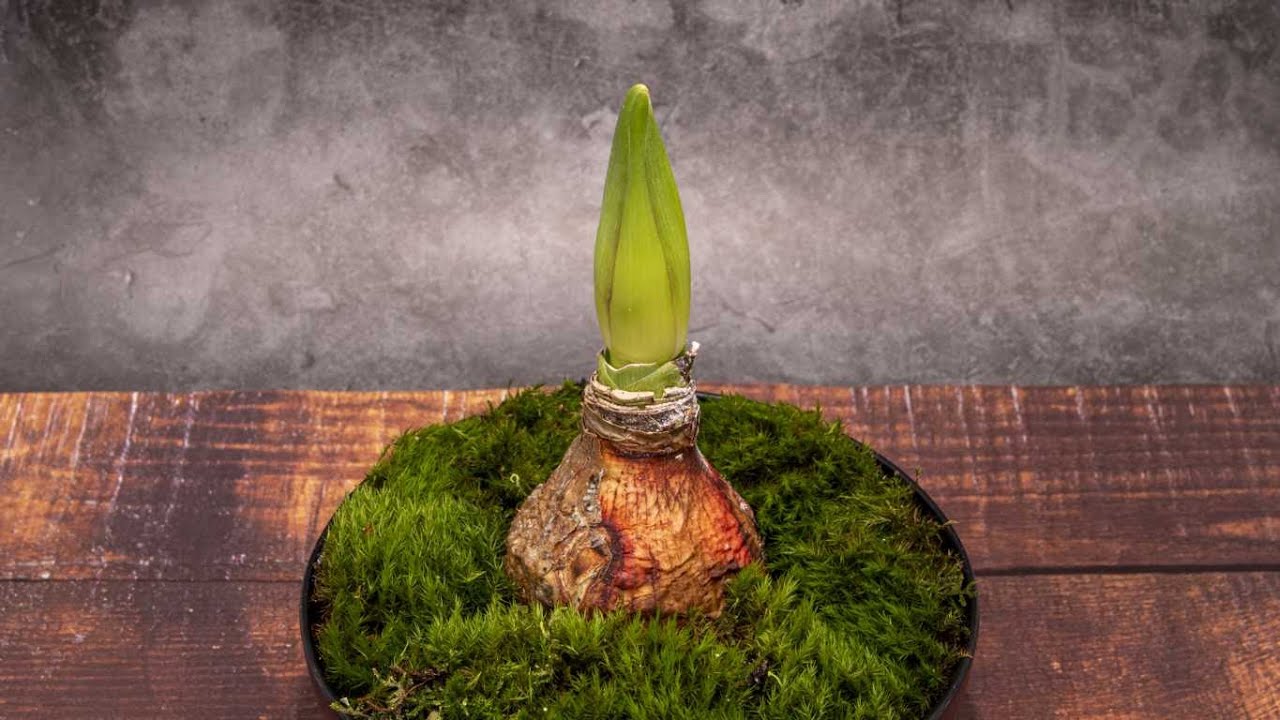 Amaryllis Timelapse
