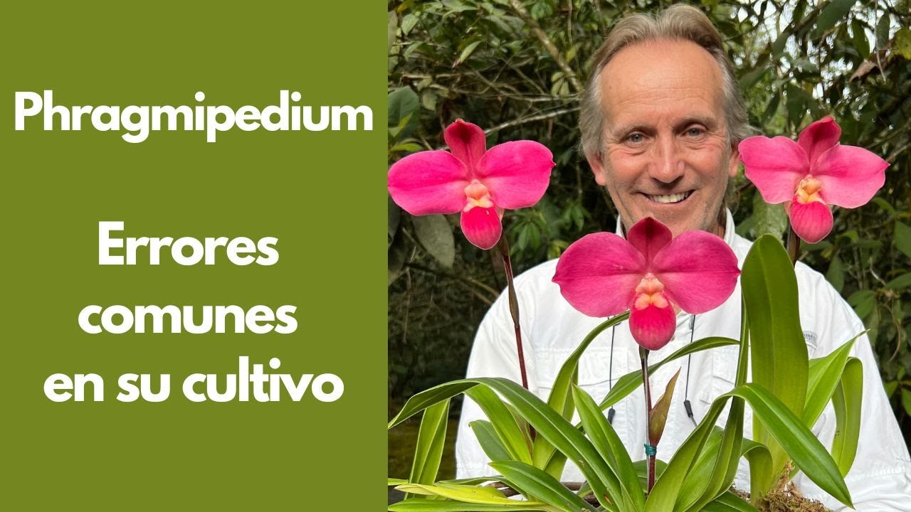 Orquídeas Phragmipedium - Errores comunes en su cultivo