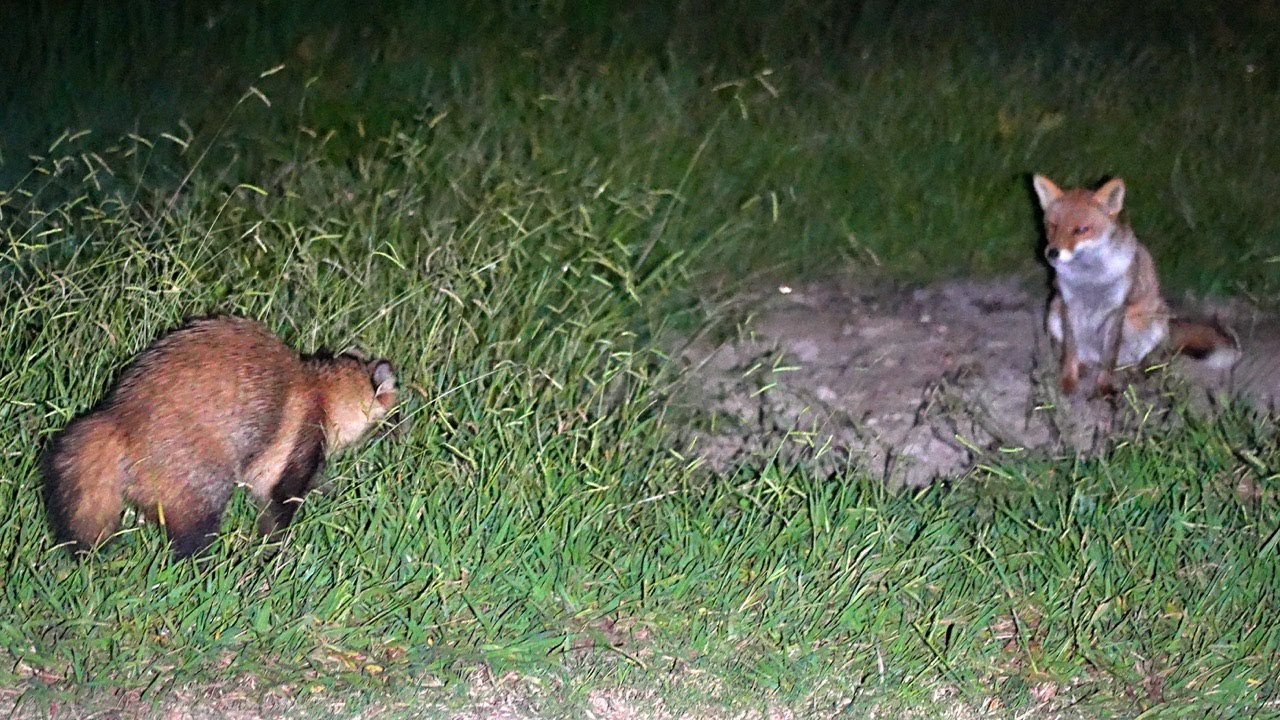 キツネとタヌキと秋の夜長をにぎやかに過ごす