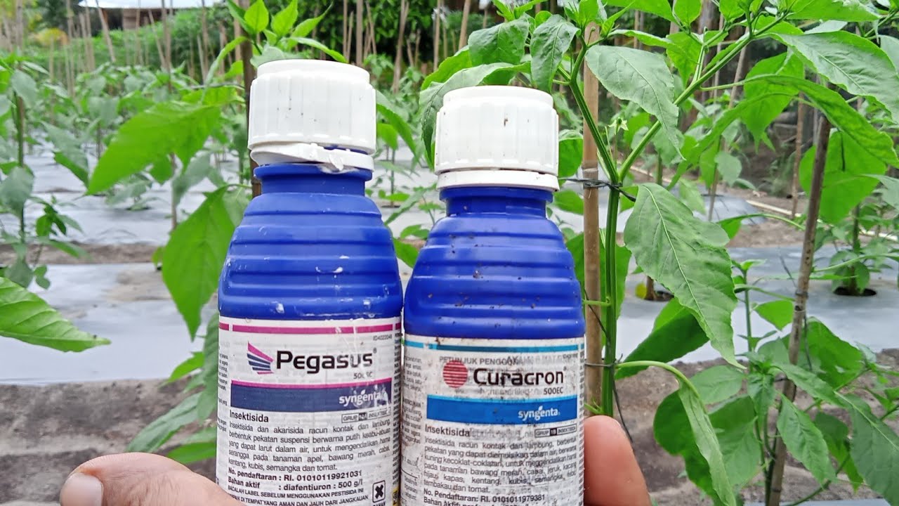 2 препарата/инсектицида против скручивания перца чили