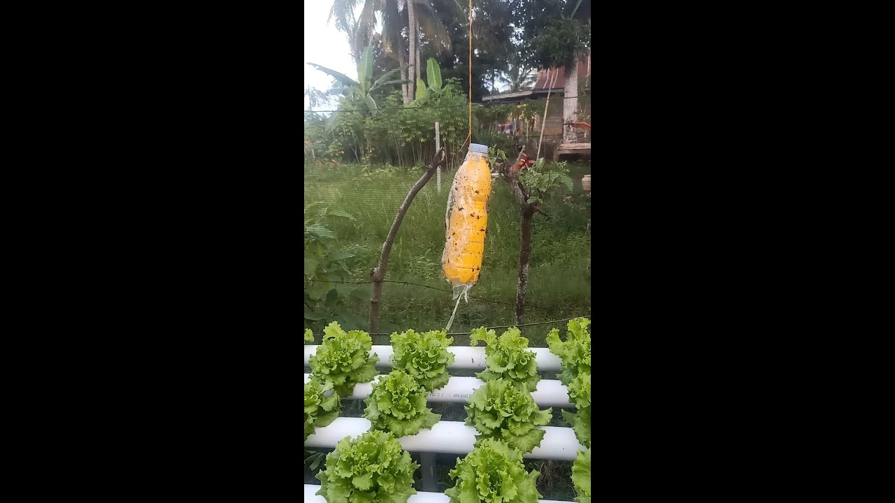 Cara Menangani Hama Serangga Pada Tanaman Hidroponik.