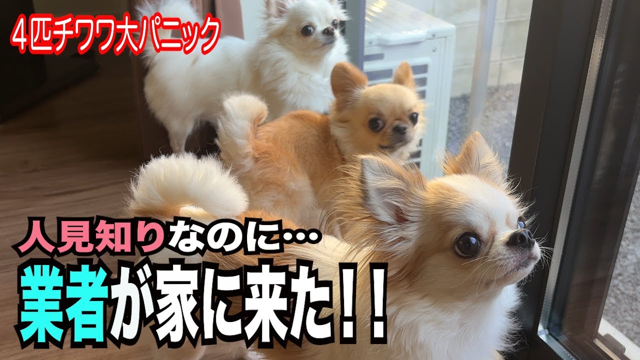 【超絶人見知りな４匹チワワの家に業者がやってきて大パニックw】