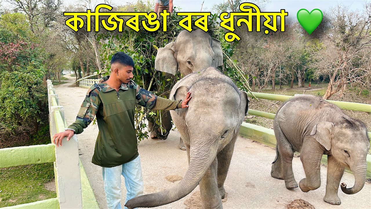 কাজিৰঙা বৰ ধুনীয়া, একোৰেই নাই তুলনা 💚- Come to Kaziranga !!