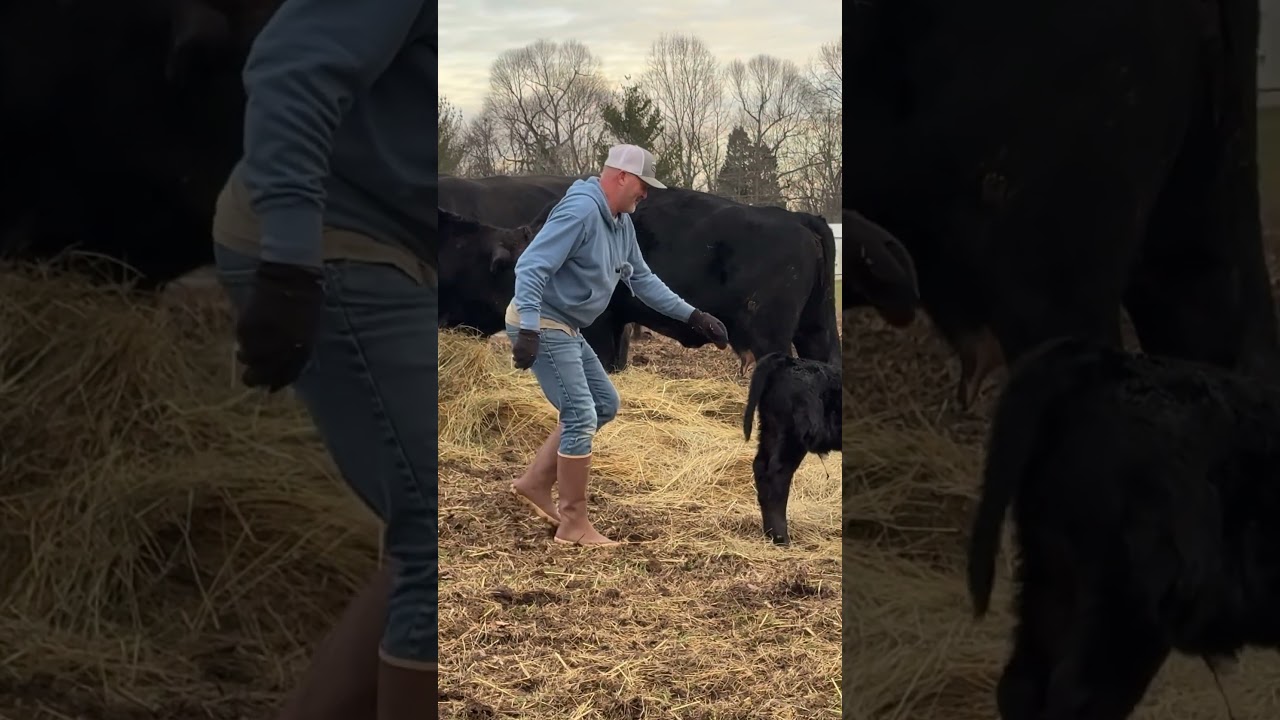 Feisty Calf vs. Farmer: Who Wins? 🐂😂 | Midwest Homesteading
