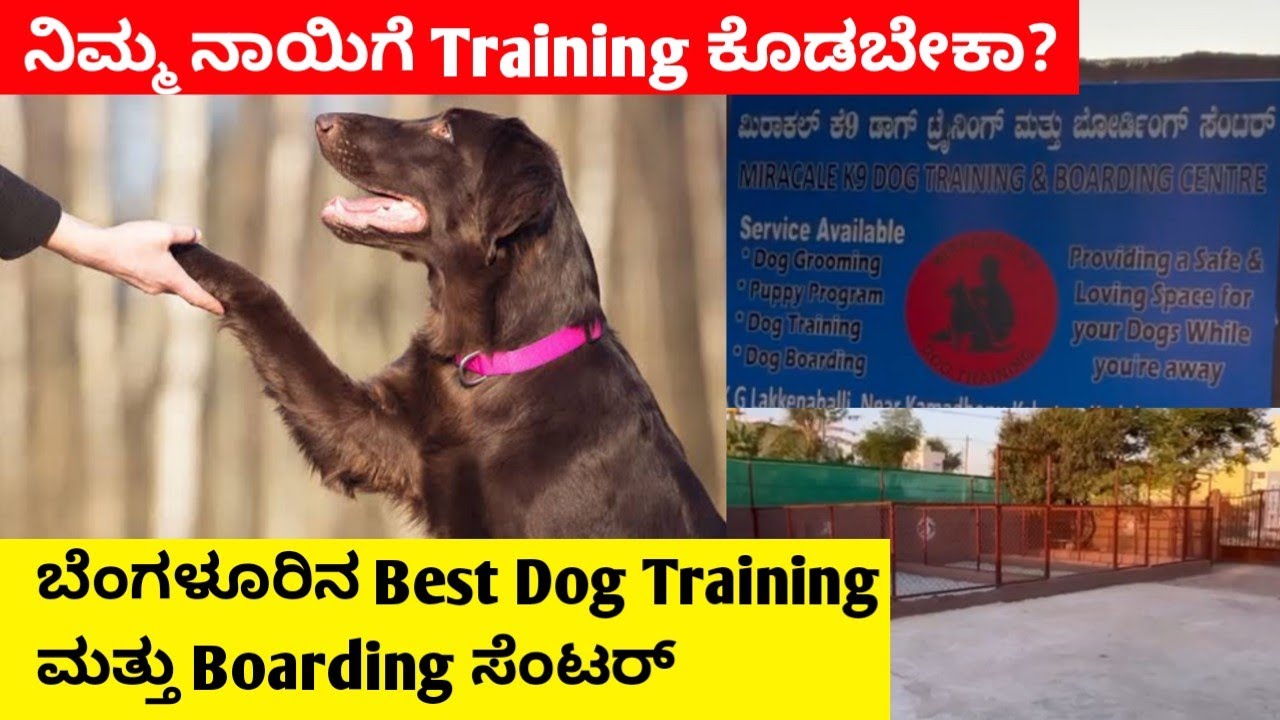 ಬೆಂಗಳೂರಿನ Best Dog Training ಮತ್ತು Boarding ಸೆಂಟರ್ | Dog Training School | 94832 65298