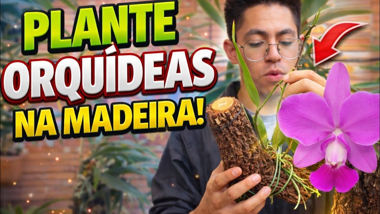 O Jeito Certo de Plantar Orquídeas na Madeira