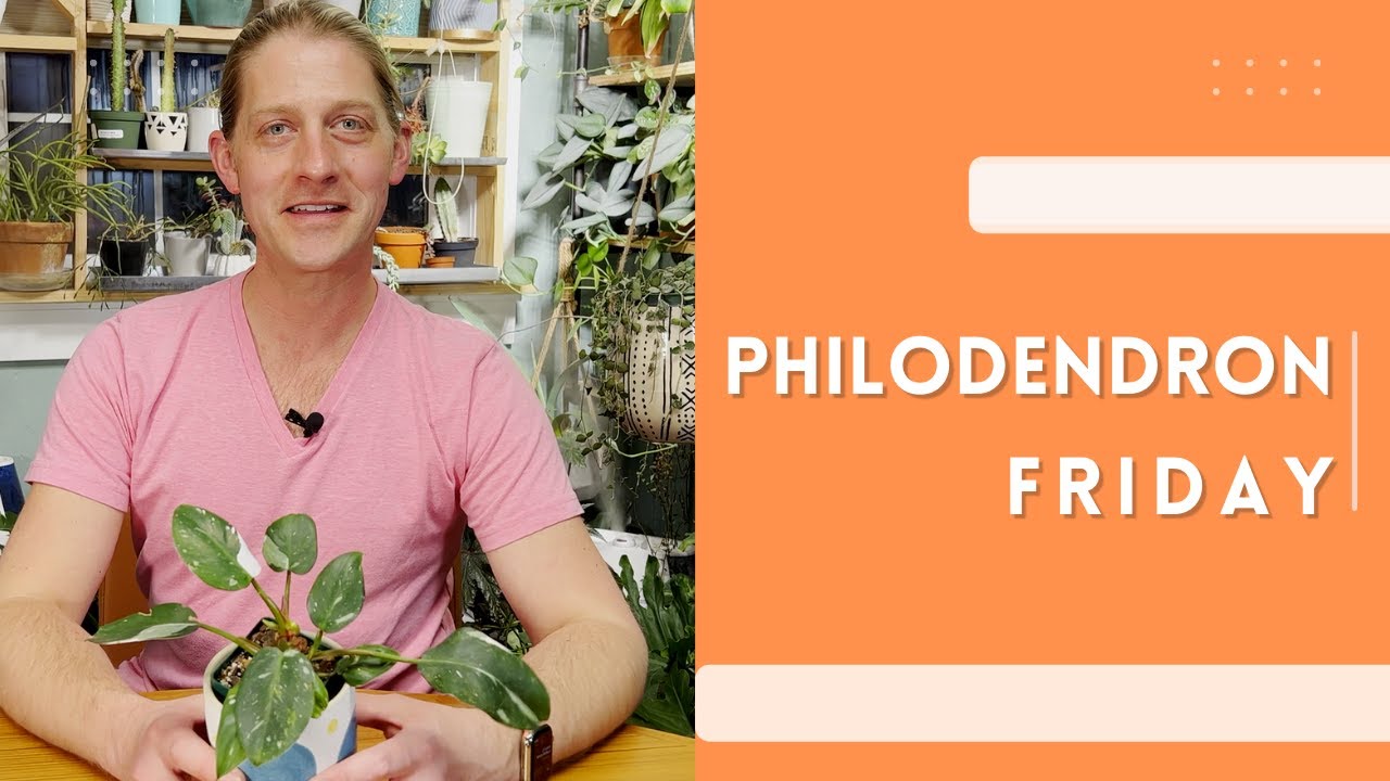 IT'S PHILODENDRON FRIDAY! | White Princess