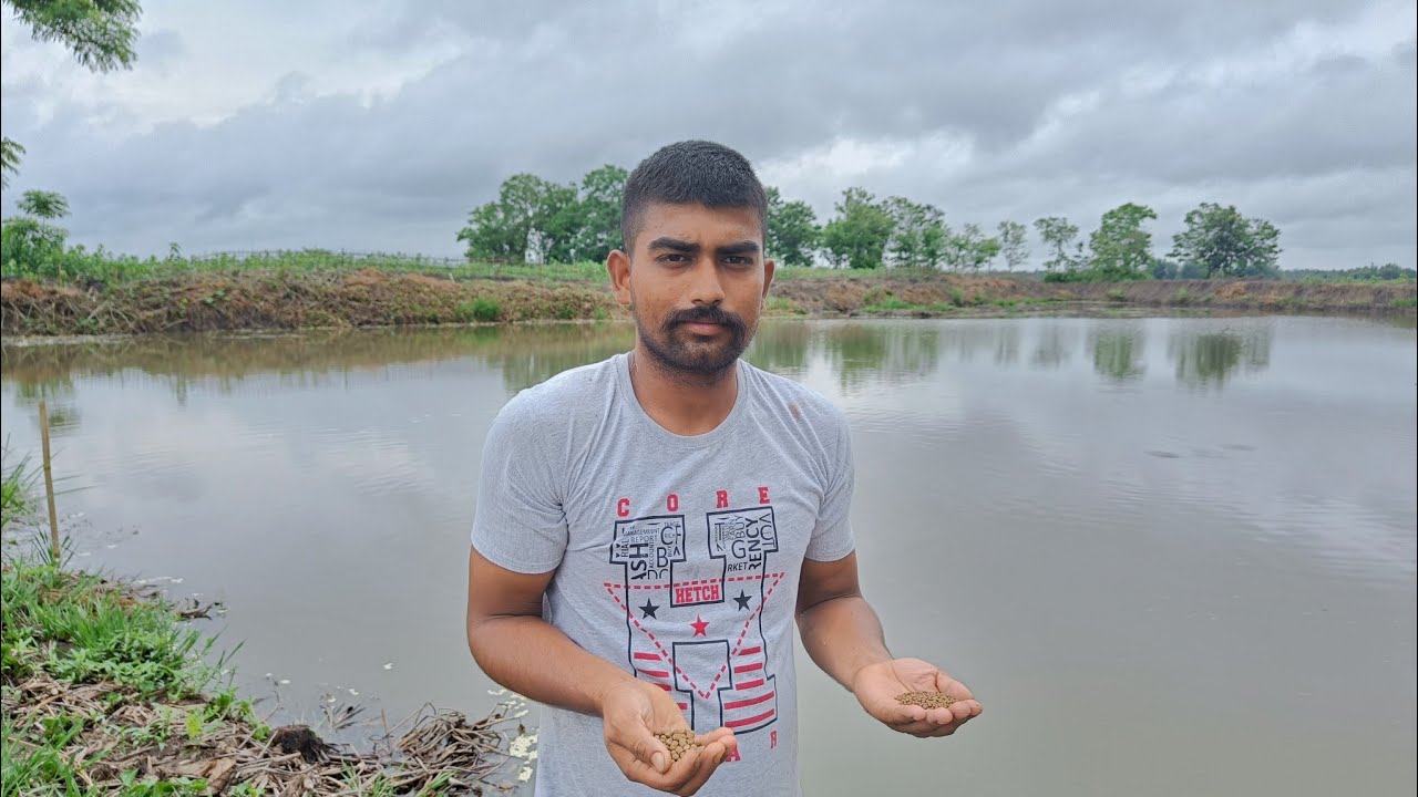 এটা পুখুৰীত 6 মাহত 4 লাখ লাভ কৰিবলৈ এইটো চাওক🐟😳মাছৰ সম্পূৰ্ণ দানা কি, কিমান আৰু কেনেকৈ দিব লাগে ✅