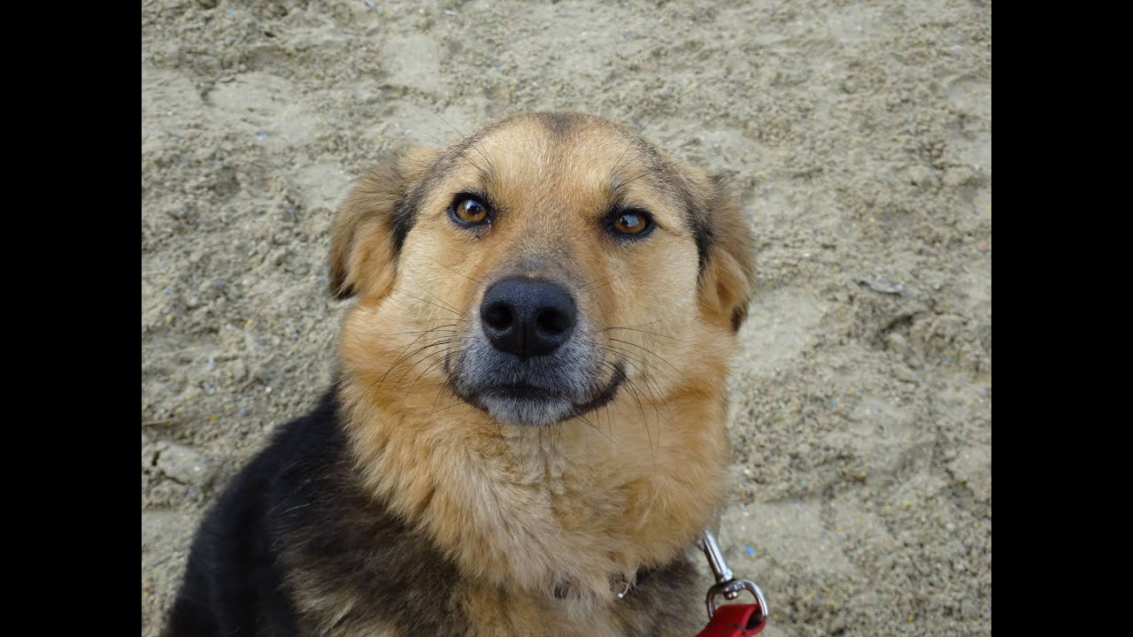 Alfie - X Breed - 3 Week Residential Dog Training at Adolescent Dogs