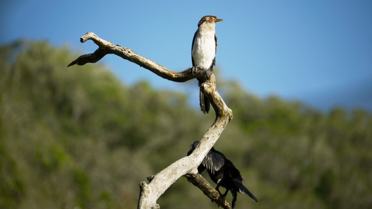 Half-collared Kingfisher Trail, Wilderness (SA) | Waterfall Hike & Kayak | January 2026