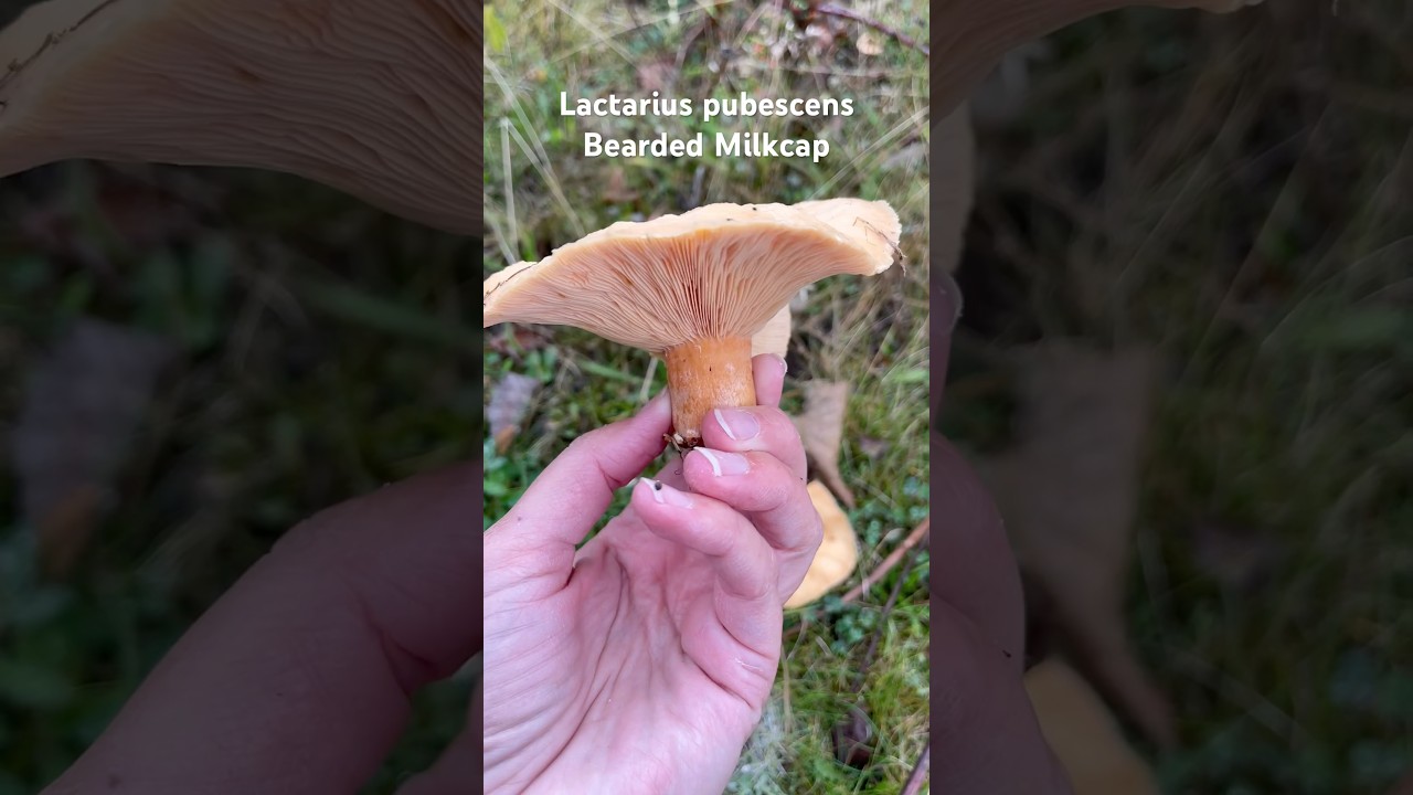 #lactarius #lactariuspubescens #beardedmilkcap #milkcap #wildlife #bolete #fungus