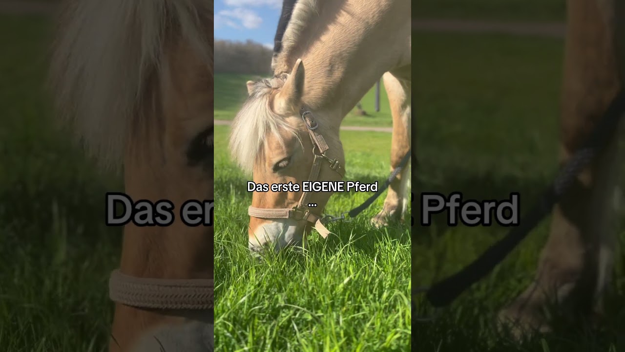 Habt ihr ein eigenes Pferd? #horse #ponymalta #equestrian #equestrianjourney #pony #pferde #horse