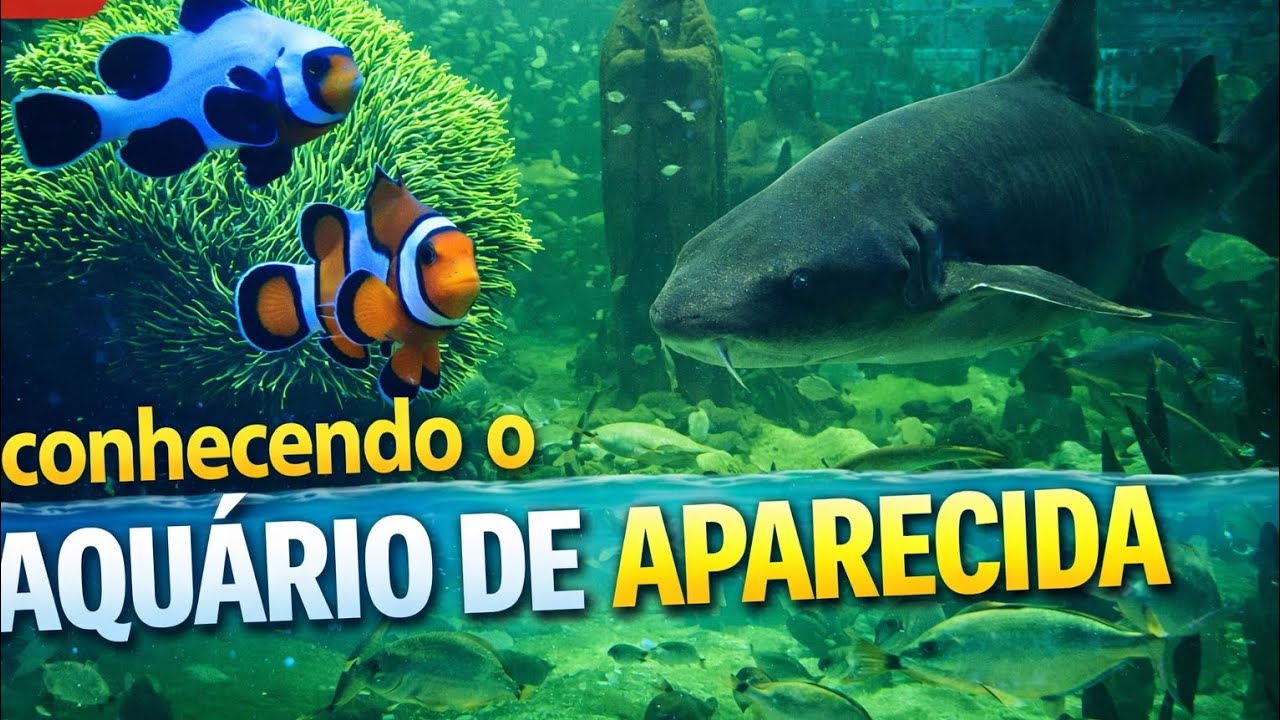 Conhecendo o aquário de Aparecida _ São Paulo #Aquarismo #peixe #Aparecida.                        