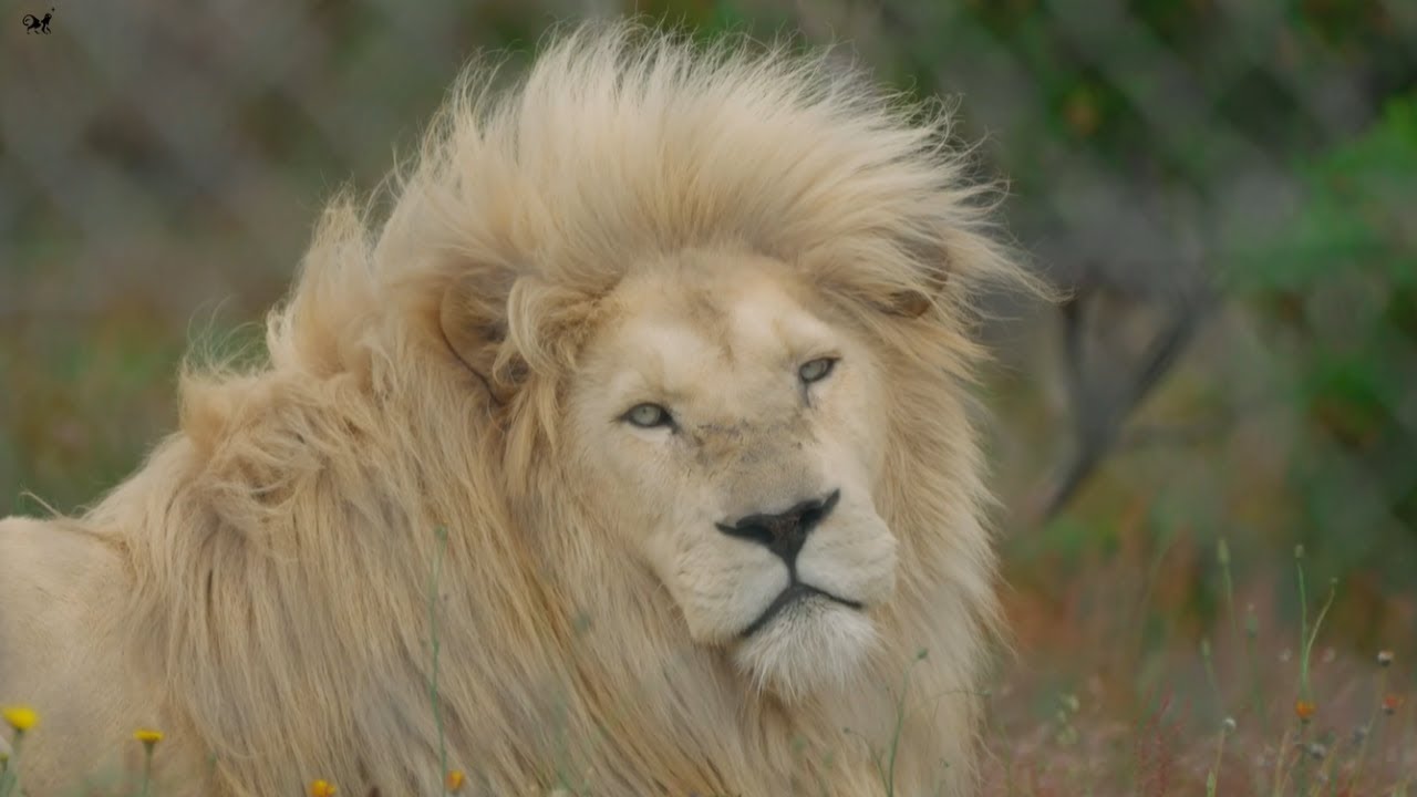 Driven By Nature Films | BIG CATS Broken Chains