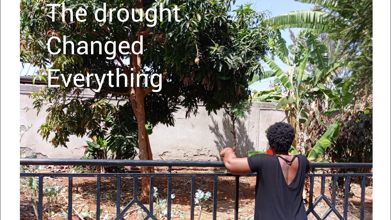How the long drought changed my weekend mornings/city garden life