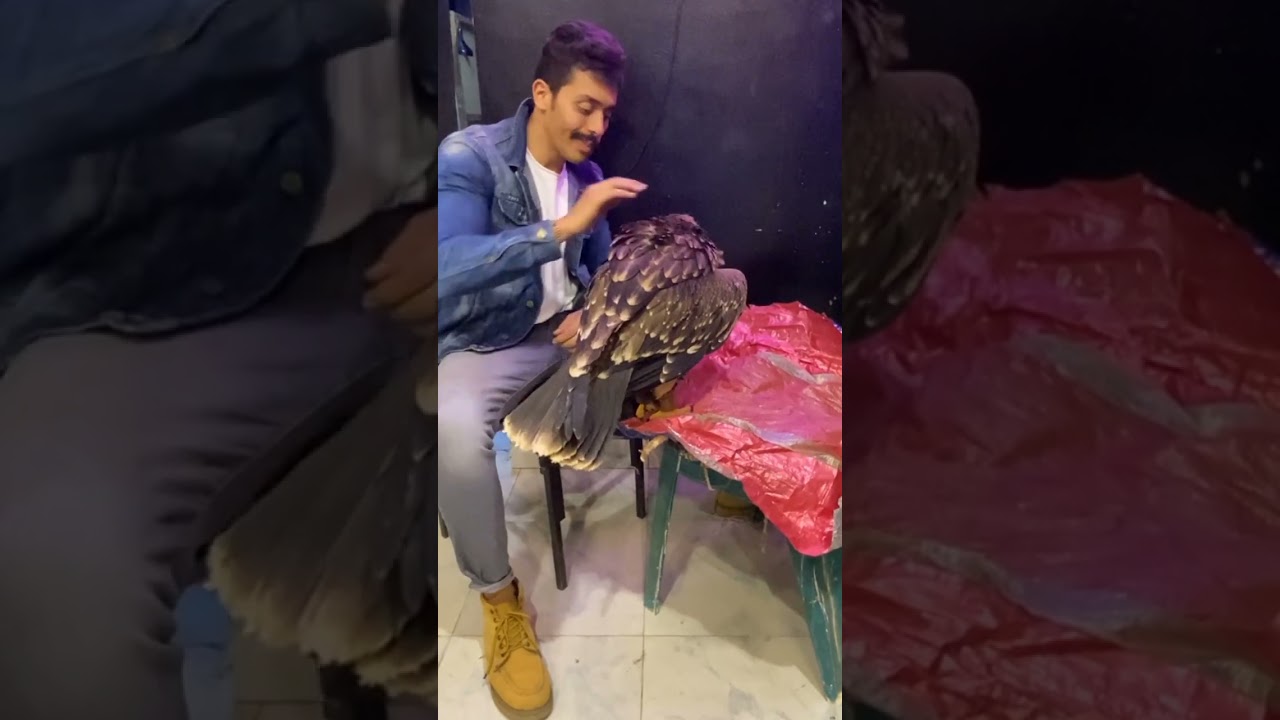 ازي تدريب العقاب من اول ما بيجي من البريه لحد طيران حر ؟؟