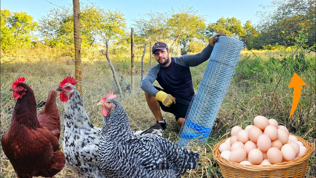 Produção de Ovos em Alta - A Cerca dos Piquetes e mais...