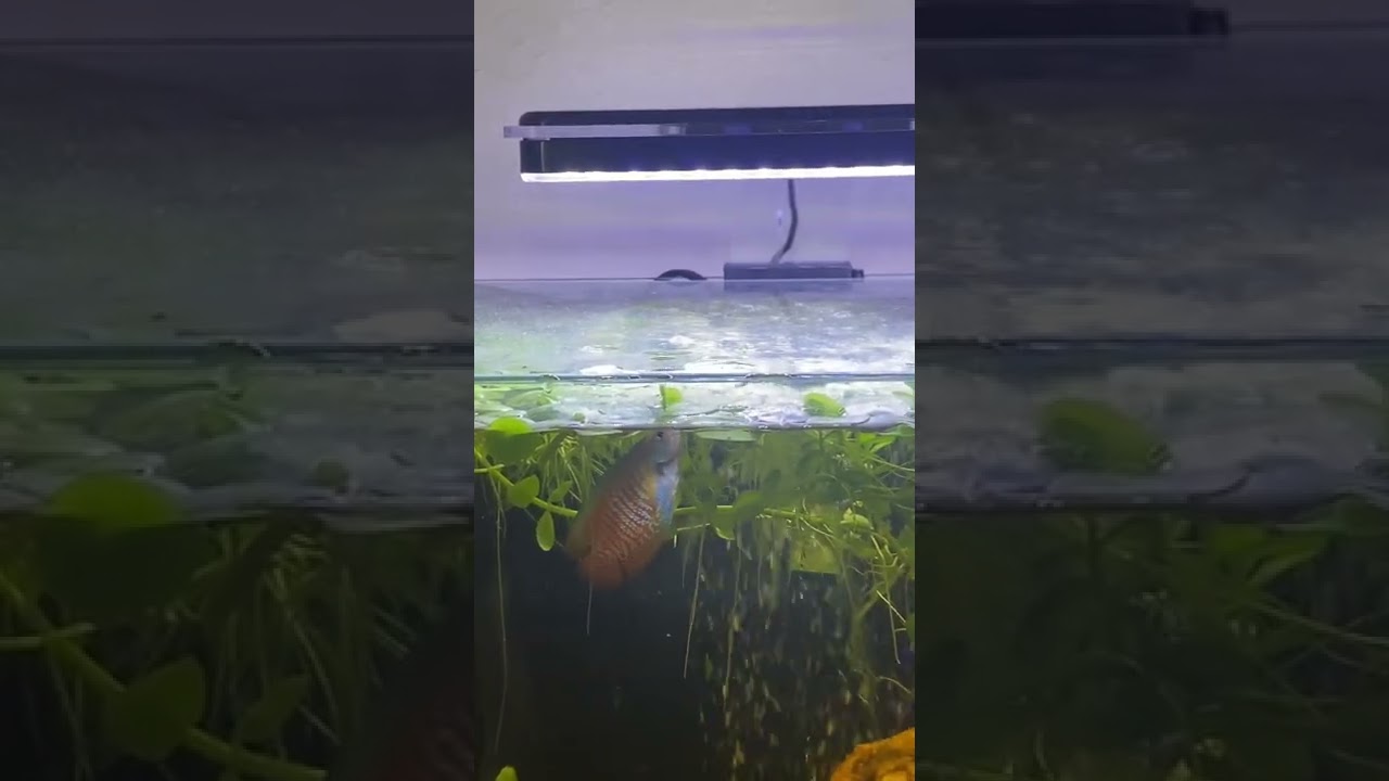 Dwarf Gourami spitting water out of his tank