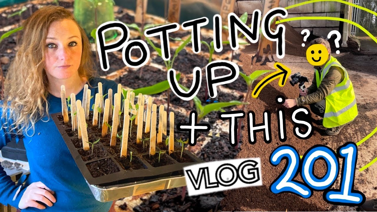 A Rescue Job! Potting on Chillies + A Surprise Guest?!? [and a Compost Adventure] Ep201 || Plot 37