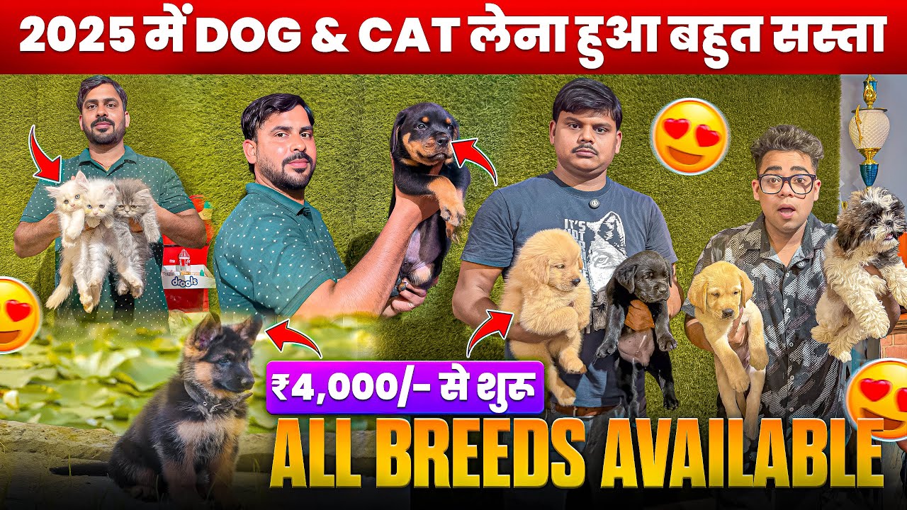 Best Pet Shop In Patna 2025🔥| ₹4,000/- से शुरू 🤩| Husky, Labrador, German Shepherd ,Rottweiler, More