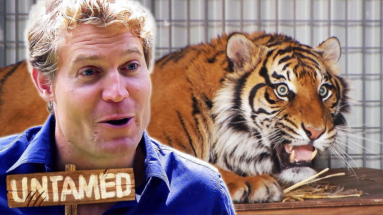 Treating Tiger With Toothache! 🐯 Untamed Compilation