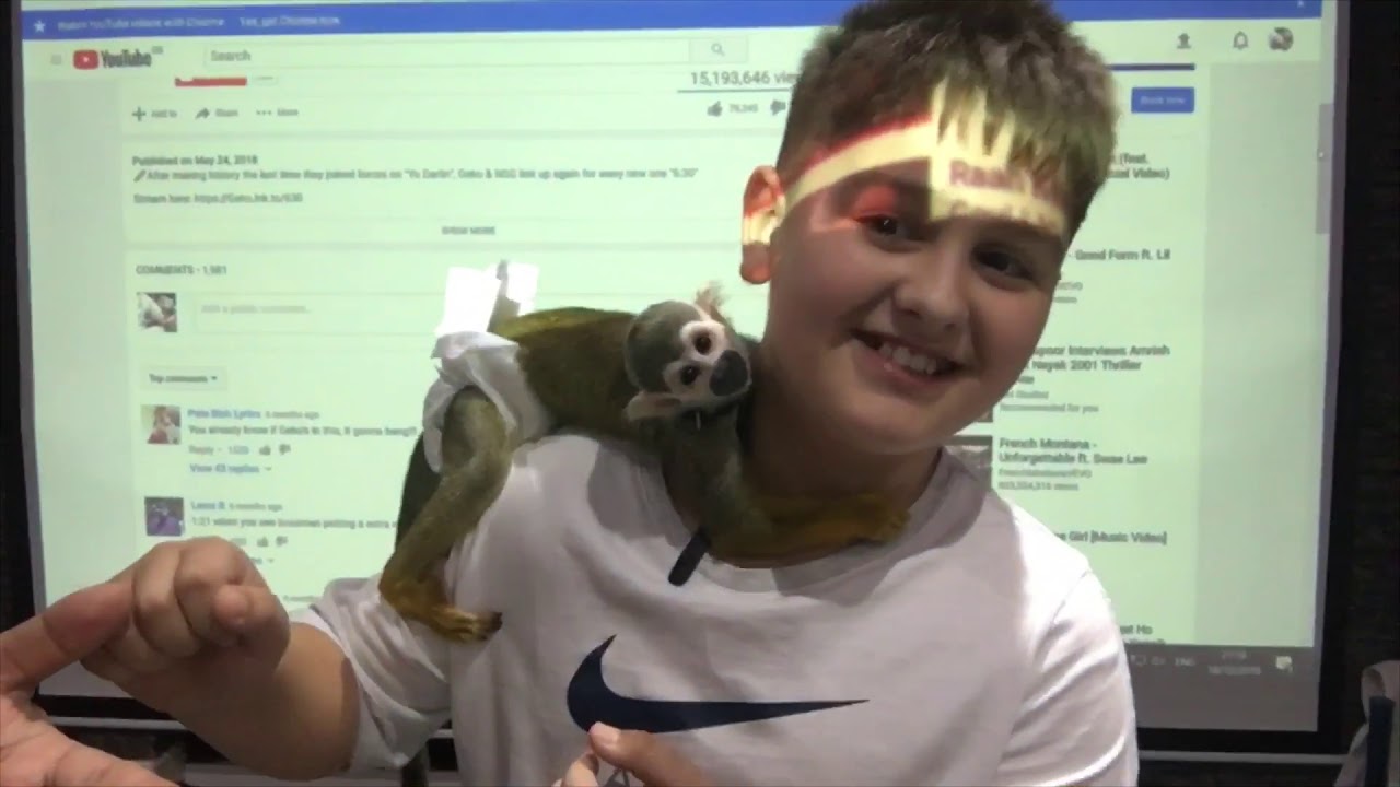 Monkey tickling young boy | watch Chico tickling his new friend