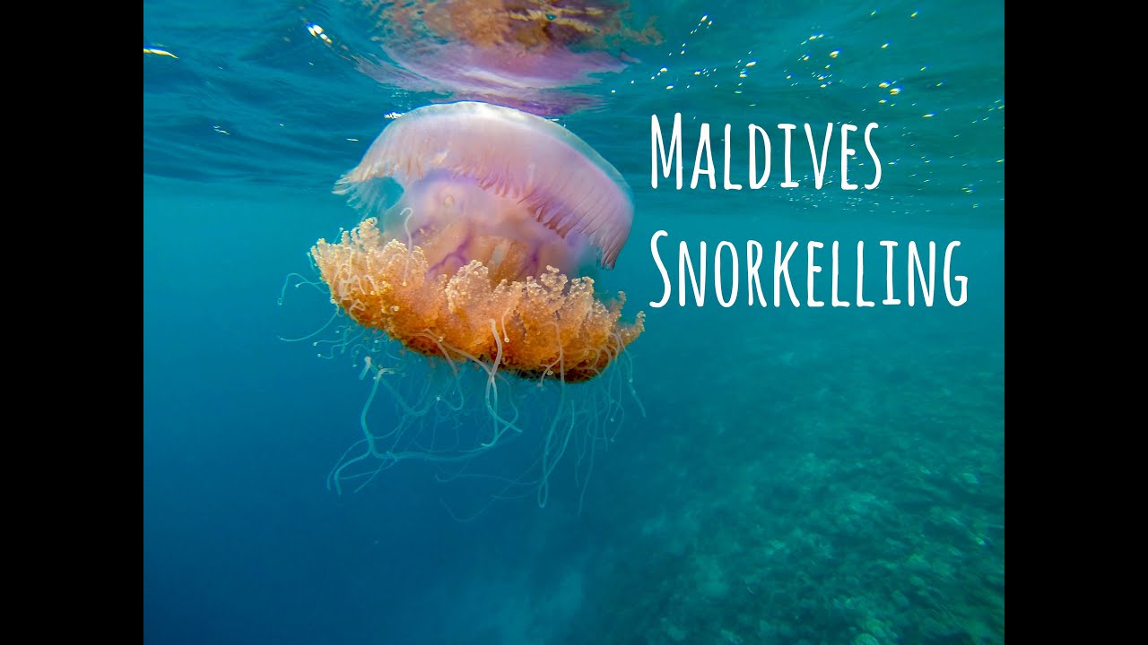 Maldives Snorkel Trip Mathiveri Island