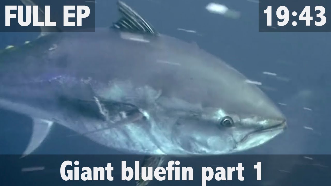 GIANT BLUEFIN TUNA FISHING IN NEW ZEALAND