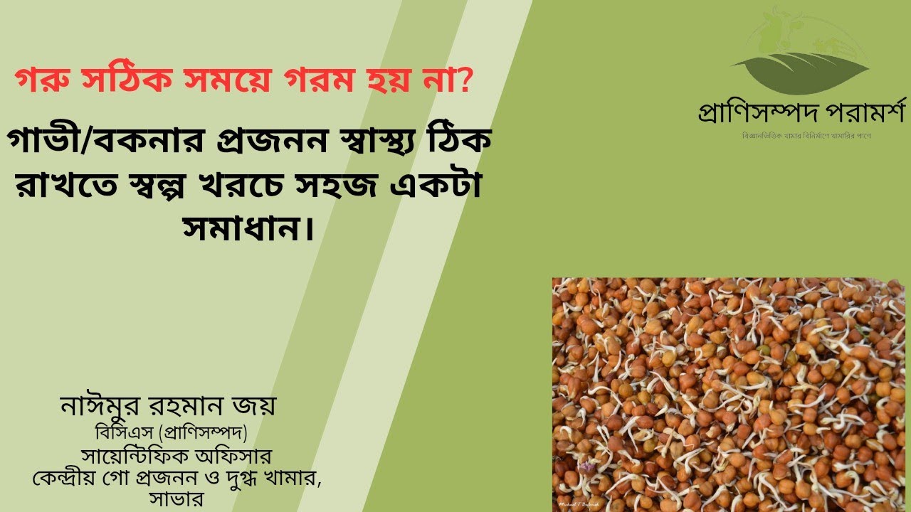 গরু সঠিক সময়ে গরম হয় না? গাভী/বকনার প্রজনন স্বাস্থ্য ঠিক রাখতে স্বল্প খরচে সহজ একটা সমাধান।