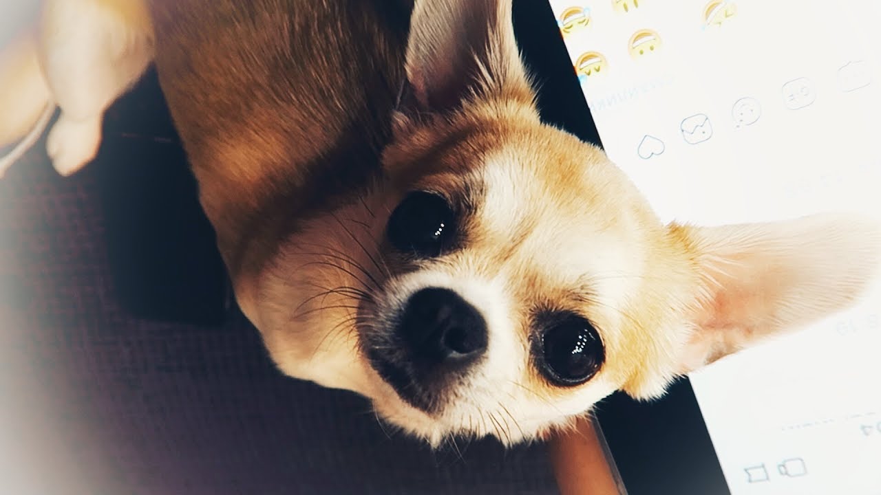 ВЕСЕЛАЯ И ИГРИВАЯ ЧИХУАХУА ЛИЗИ🐶КОРМИМ И ЛЕЧИМ УШИ