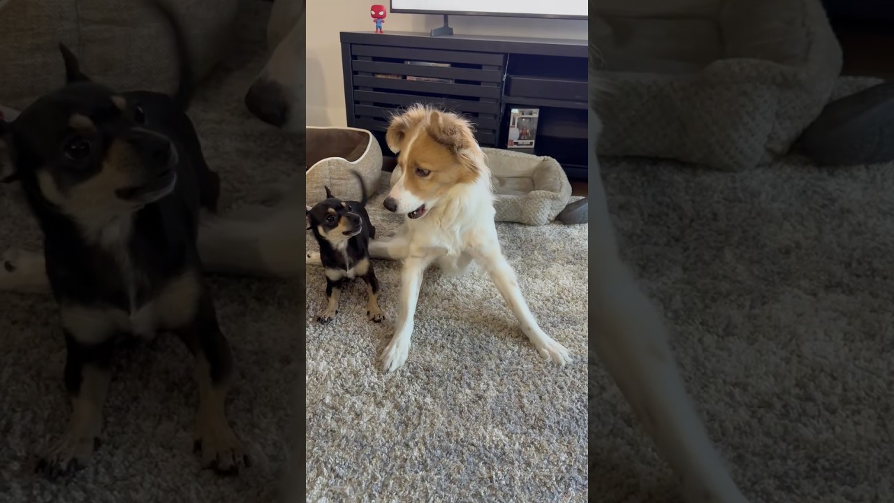 Собаки играют; для вашего удовольствия. 