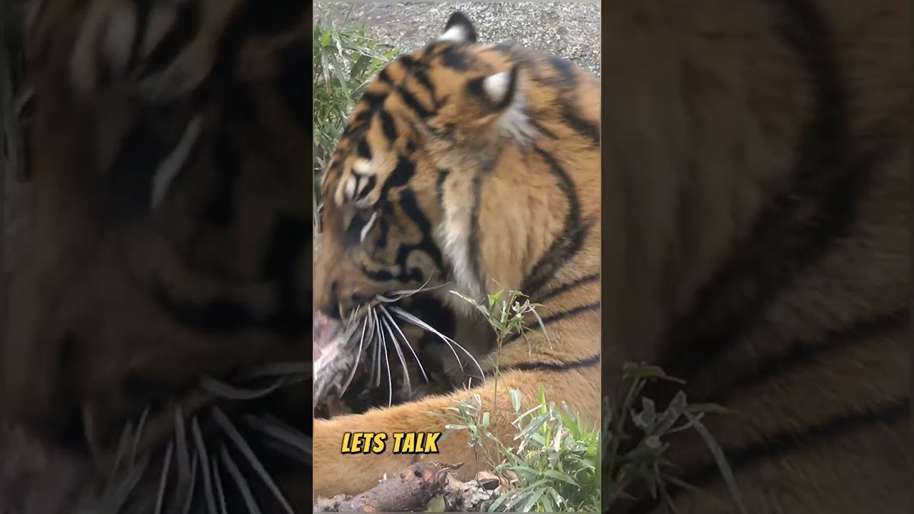 Did you know these about tigers?!