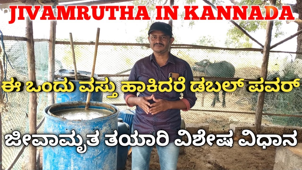 Jivamrutha preparation in kannada || jivamrutha || ಜೀವಾಮೃತ ತಯಾರಿ ವಿಶೇಷ ವಿಧಾನ ||