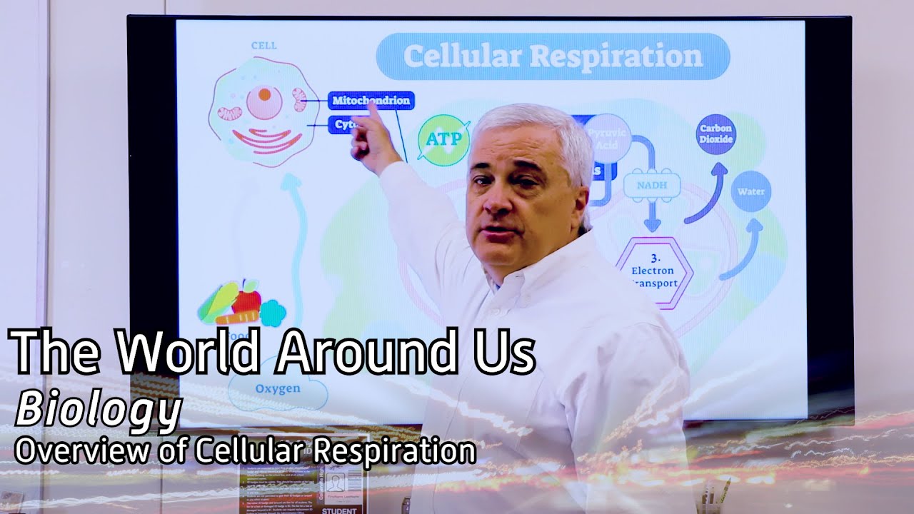 Overview of Cellular Respiration