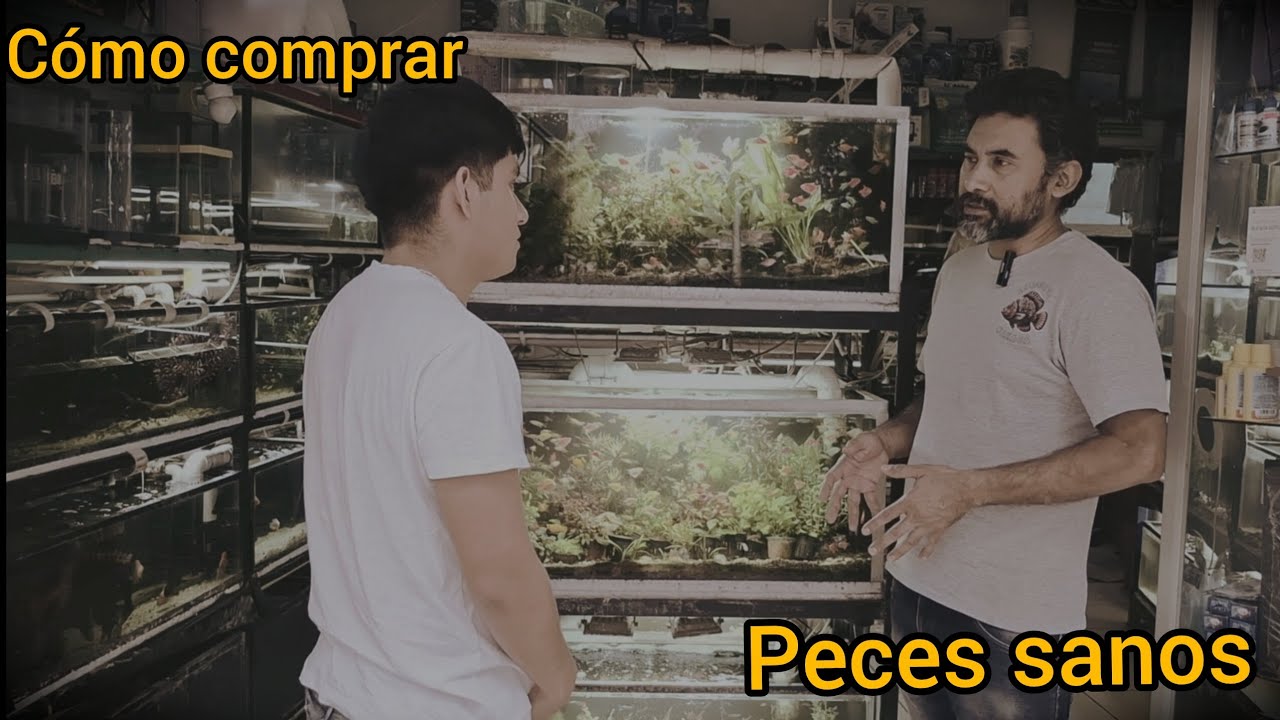 Cómo elegir peces sanos para tu acuario con Acuarista Oaxaca.