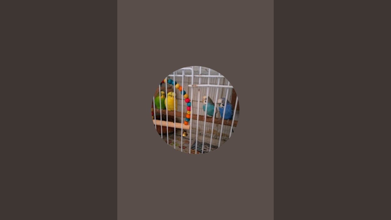 #viral #birds #dailyvlog #lovebirds #parrot #highlights #shortvideo #shorts #short #vlog #love #live