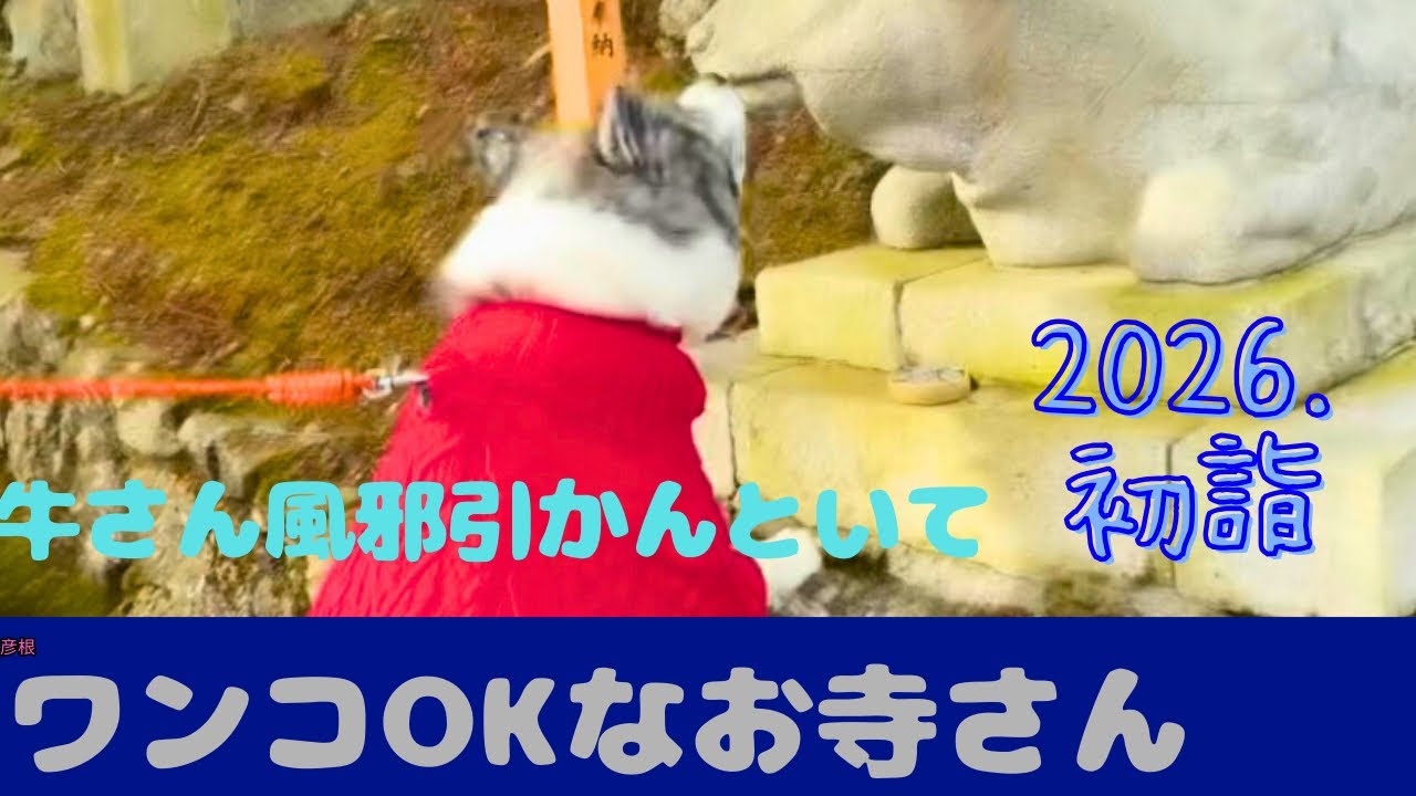 【秋田犬梅ちゃん】仏様にお許し頂いた初詣はマナーを守って