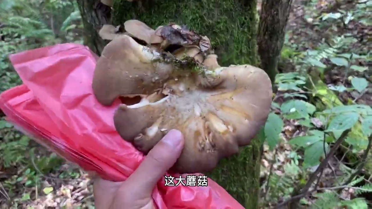 圈山号准备开始打松塔啦，遇到好多的冻蘑采回家今晚加菜喽！