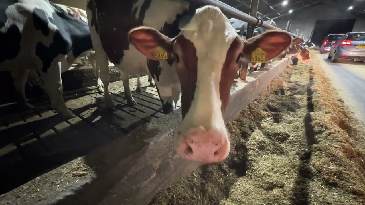 Verlichte Boerderijenroute laat duizenden inwoners kennismaken met boerenerven in Land van Cuijk.