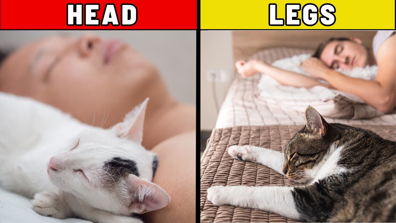 Your Cat Sleeps Here for a Reason – And It’s Not What You Think